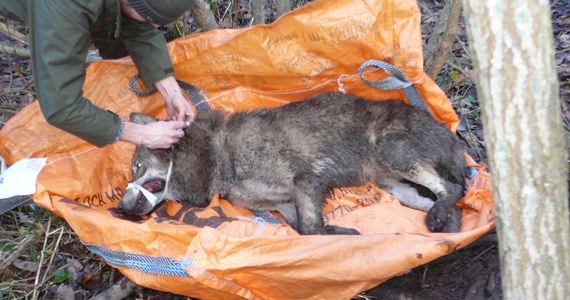 Funkcjonariusze z Placówki Straży Granicznej w Węgorzewie uratowali wilka, który padł ofiarą kłusowników. Informację o uwięzionym we wnykach zwierzęciu dostali od mieszkańców powiatu.