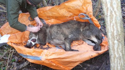 Wilk wpadł w sidła kłusowników. Uratowali go pogranicznicy 