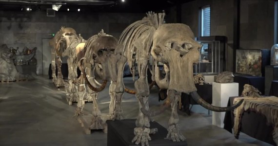 Niezwykle rzadka kolekcja szczątków mamutów wraz z innymi reliktami epoki lodowcowej trafiła na wystawę przed aukcją w Billingshurst, w Wielkiej Brytanii. Skamieniałości pochodzą z Syberii. Mamuty zostały odkryte 15 lat temu. Szczątki przedstawiają rodzinę składającą się z ojca, matki oraz dwójki młodych. Ich wiek szacowany jest na 12-16 tys. lat. Aukcja odbędzie się 21 listopada. Szacunkowy koszt szkieletów rodziny mamutów to od 250 do 400 tys. funtów.