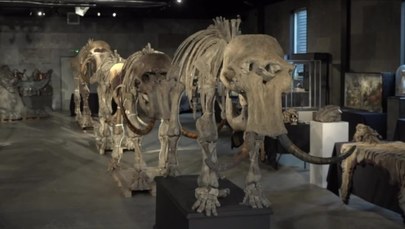 Szczątki rodziny mamutów na aukcji. Mogą kosztować nawet 400 tys. funtów