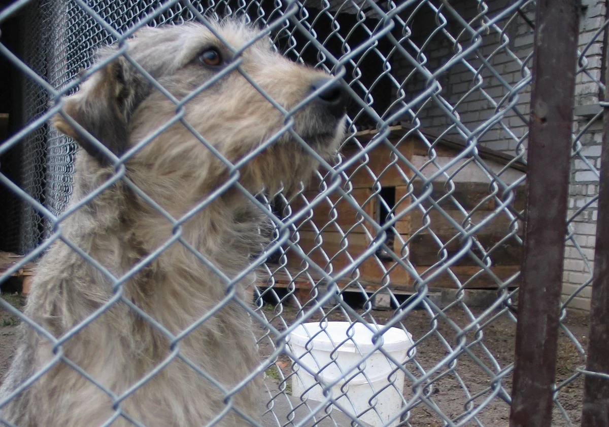 To nie lada gratka dla miłośników czworonogów i melomanów w jednym. Filharmonia Krakowska zaprasza na kolejny koncert charytatywny dla zwierzaków "Granie na SZczekanie". Kiedy? Już 27 listopada o godz. 18.30!