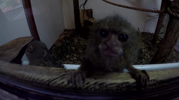 Oto dowód, że filmowanie zwierząt może zaskoczyć operatora. Ta małpka myślała, że... kamerę można zjeść.