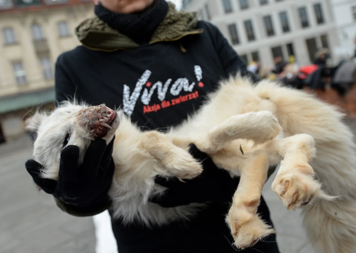 Zakaz trzymania psów na uwięzi, hodowli zwierząt na futra, czy wykorzystywania zwierząt w cyrkach - to niektóre propozycje zawarte w projekcie ustawy o ochronie zwierząt autorstwa PiS. Projekt nowelizacji ustawy o ochronie zwierząt trafił do Sejmu w zeszłym tygodniu. Wśród parlamentarzystów, którzy podpisali się pod projektem jest m.in Jarosław Kaczyński. Politycy PiS złożyli również autopoprawkę do projektu, która - jak wyjaśniono - ma sprostować "oczywistą pomyłkę pisarską" związaną z edycją tekstu. Zgodnie z poprawką, zakaz hodowli zwierząt na futra miałby wejść w życie 1 stycznia 2022 roku, a nie 1 stycznia 2018 roku. 