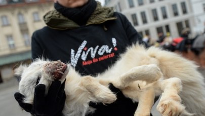 PiS chce zakazu trzymania psów na uwięzi i hodowli zwierząt na futra 
