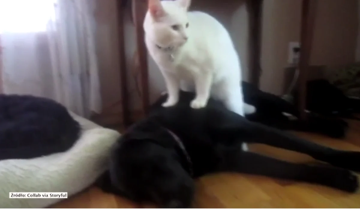 Lista kocich talentów wydaje się nie mieć końca. Trzeba do niej dopisać kolejny. Ten futrzak zasłynął ze swoich niezwykle sprawnych... łap. 