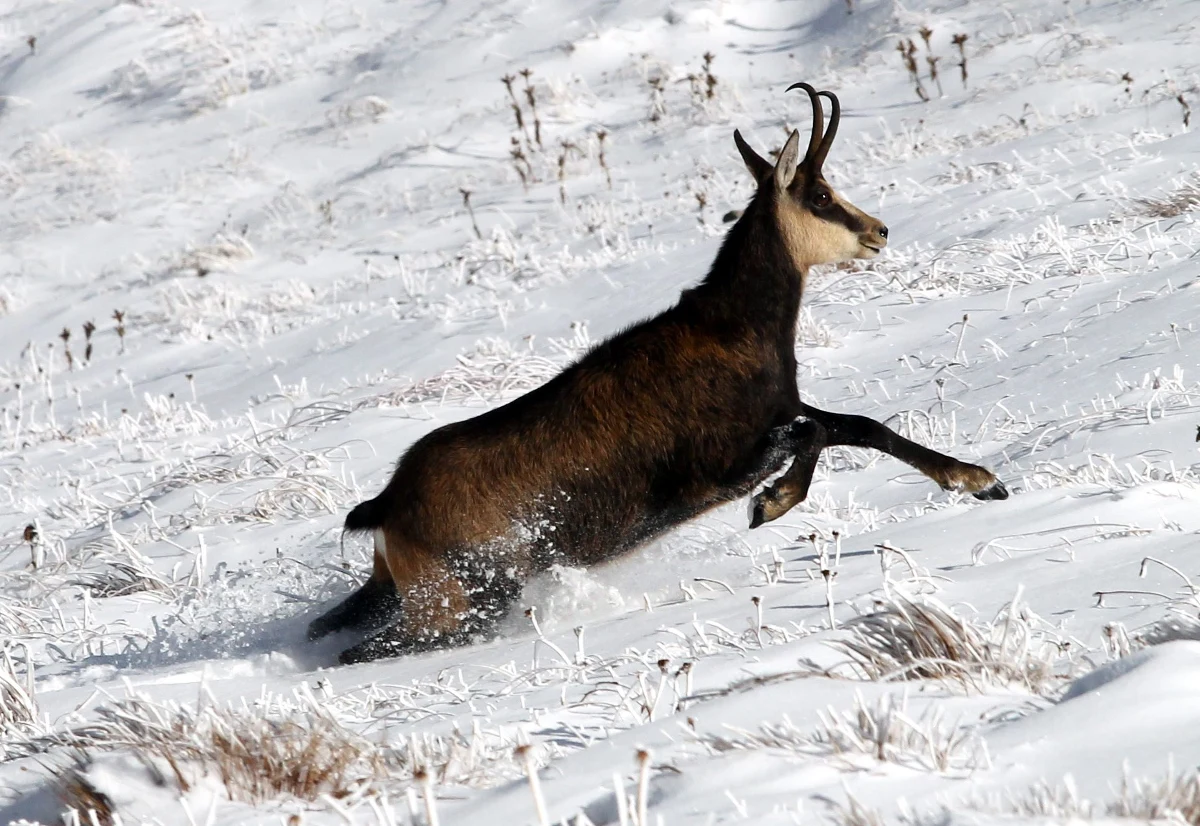 1263 kozice naliczyli w Tatrach przyrodnicy podczas jesiennego liczenia tych chronionych zwierząt. "To mniej niż poprzedniej jesieni, za wcześnie jednak, by uznać to za tendencję spadkową" - uspokaja Jarosław Rabiasz z Tatrzańskiego Parku Narodowego. Liczenie kozic w Tatrach odbywa się dwa razy w roku – wiosną i jesienią. Akcja odbywa się równocześnie w polskiej i słowackiej części gór. Tylko po polskiej stronie doliczono się 290 kozic, w tym 18 tegorocznych koźląt. Po stronie słowackiej zaobserwowano 973 kozice, w tym 76 młodych koźląt.