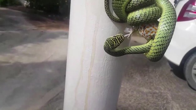 Ogromna jaszczurka czy długi zielony wąż? Kto wygra to starcie? Zobaczcie to niesamowite nagranie. 