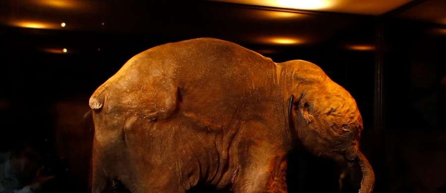 Odnaleziona w 2007 roku na Syberii Liuba jest najlepiej zachowanym mamutem. Dzięki niej naukowcy mogli lepiej poznać te zwierzęta. Mamuciątko jest eksponowane w muzeach na całym świecie, a teraz po długiej podróży przez Dubaj trafiła do Sydney w Australii. 
