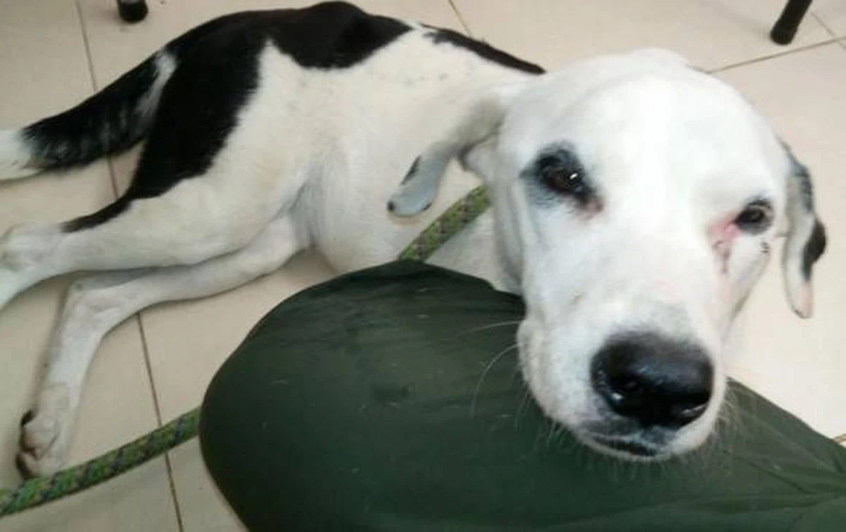 Ktoś porzucił psa na lotnisku w mieście Bucaramanga w Kolumbii. Zwierzę zdechło z tęsknoty za swoim panem. 