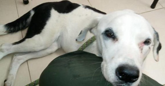 Ktoś porzucił psa na lotnisku w mieście Bucaramanga w Kolumbii. Zwierzę zdechło z tęsknoty za swoim panem. 