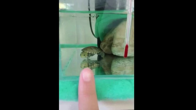 Czy pomyślelibyście, że małe żółwiki potrafią być bardzo kontaktowe? Zobaczcie, co zrobił ten uroczy maluch, gdy jego właściciel zbliżył się do akwarium. 