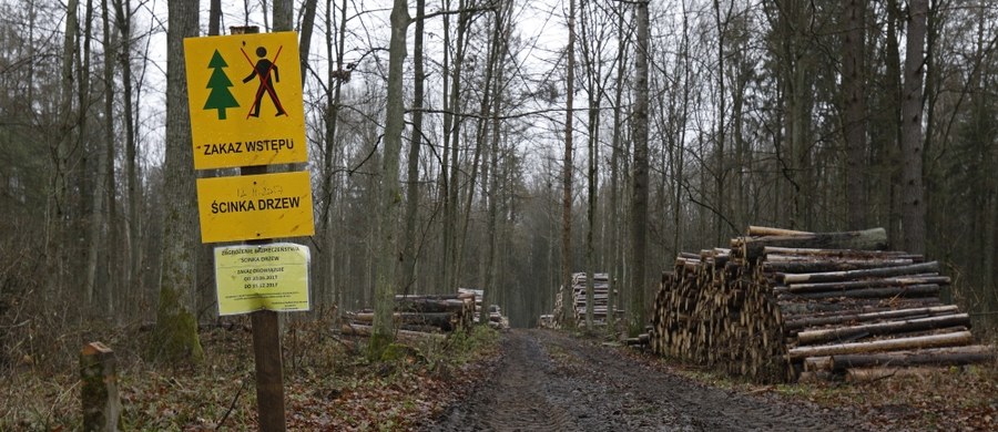 ​W Puszczy Białowieskiej na razie będą prowadzone tylko prace ręczne. Harwestery, ciężkie maszyny do wycinki drzew, nie wjeżdżają tam od kilku dni - przekonują urzędnicy lasów państwowych. Nie jest to jednak decyzja związana z orzeczeniem Trybunału Sprawiedliwości Unii Europejskiej, który nakazał wstrzymanie wycinki i zagroził karami w wysokości 100 tys. euro za każdy dzień. 