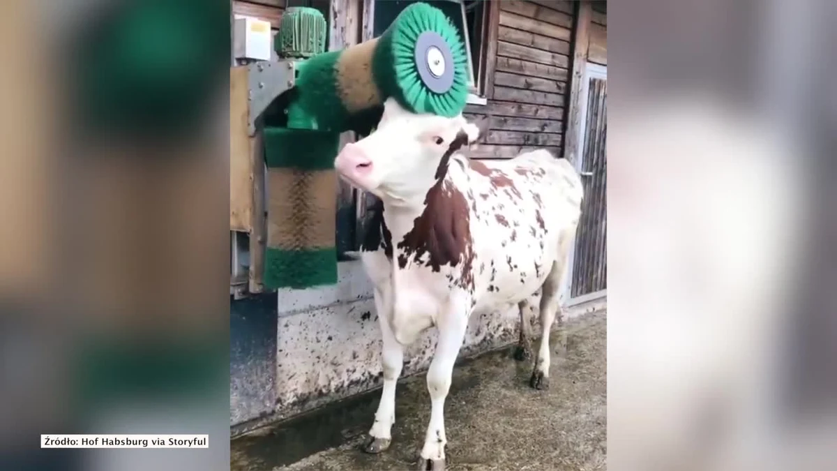 Wszystkie zwierzęta kochają pieszczoty i drapanie, także... krowy. Ta krowa kocha swoją automatyczną szczotkę, którą mogłaby drapać się cały dzień.