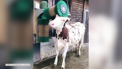 Tak wygląda szczęśliwa krowa. Wystarczy jej automatyczna szczotka do drapania