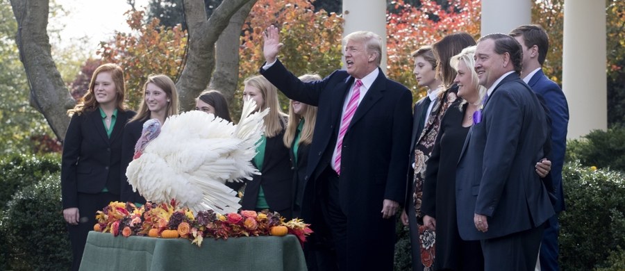 Zgodnie z tradycją, na dwa dni przed Świętem Dziękczynienia, prezydent Donald Trump ułaskawił podczas ceremonii w Białym Domu indyka. Ptak ma na imię Drumstick. "W przeciwieństwie do milionów innych indyków Drumstick ma przed sobą szczęśliwe życie" - powiedział Trump, któremu w ceremonii ułaskawienia, pierwszej w czasie jego prezydentury, towarzyszyli m.in. żona Melania i syn Barron.