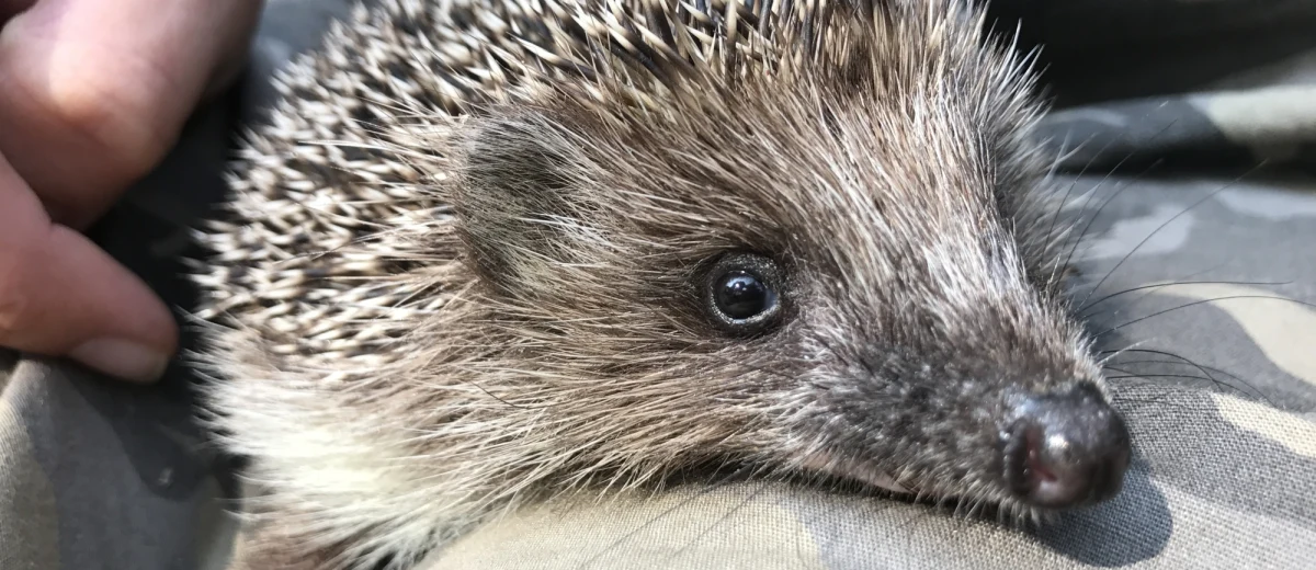 ​Tylko pomoc człowieka pozwoli im dotrwać do wiosny. 70 jeży ma pod swoją opieką Ekostraż z Wrocławia. To często ranne osobniki lub tak zwane jesienne sieroty, które urodziły się zbyt późno by nabrać sił przed zimą. Jeże, którymi opiekują się wrocławscy wolontariusze zjadają tygodniowo nawet dwadzieścia kilogramów owadów.