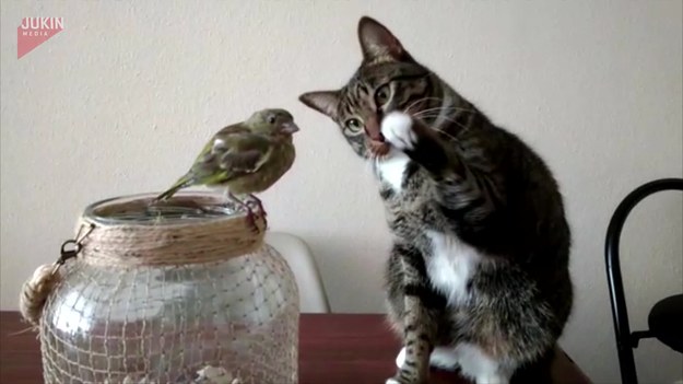 Uroczy materiał wideo, na którym widzimy subtelne zaloty kota w stosunku do ptaka. Delikatność godna pozazdroszczenia.