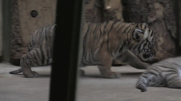 Zoo w Pradze zaprezentowało dwa małe tygrysy malajskie. Zwierzęta - samiczka i samiec - przyszły na świat kilka tygodni temu. Takie tygrysy to w ogrodach zoologicznych rzadkość. Obecnie jest tylko 17 takich osobników. Rzadko zdarzają się także narodziny tych zwierząt. Na świecie są jeszcze dwie placówki, w których udało się wyhodować tygrysa malajskiego.To tym bardziej trudne, że samce są bardzo agresywne i często atakują swoje partnerki. Znalezienie odpowiednio dobranej pary może zająć nawet kilka lat. W Azji tygrysy te są wykorzystywane w medycynie ludowej.