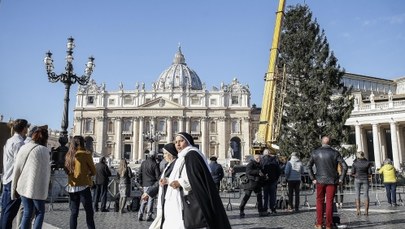 Watykan: Na placu Świętego Piotra ustawiono choinkę z Polski