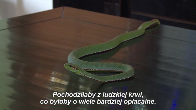 Steve Ludwin od blisko 30 lat wstrzykuje sobie jad węży! Zaczęło się, gdy był małym chłopcem i ojciec zabrał go do serpentarium w Miami. Poznał tam słynnego herpetologa - Billa Haasta. Był on pierwszym człowiekiem na Zachodzie, który wstrzykiwał sobie jad węży. Jak dalej potoczyła się ta niesamowita historia? Zobaczcie. Ale uwaga! „Nie chcę, żeby ktoś mnie naśladował. To ekstremalnie niebezpieczne” - mówi Steve. A dlaczego sam to robi? Odpowiedź w materiale wideo.