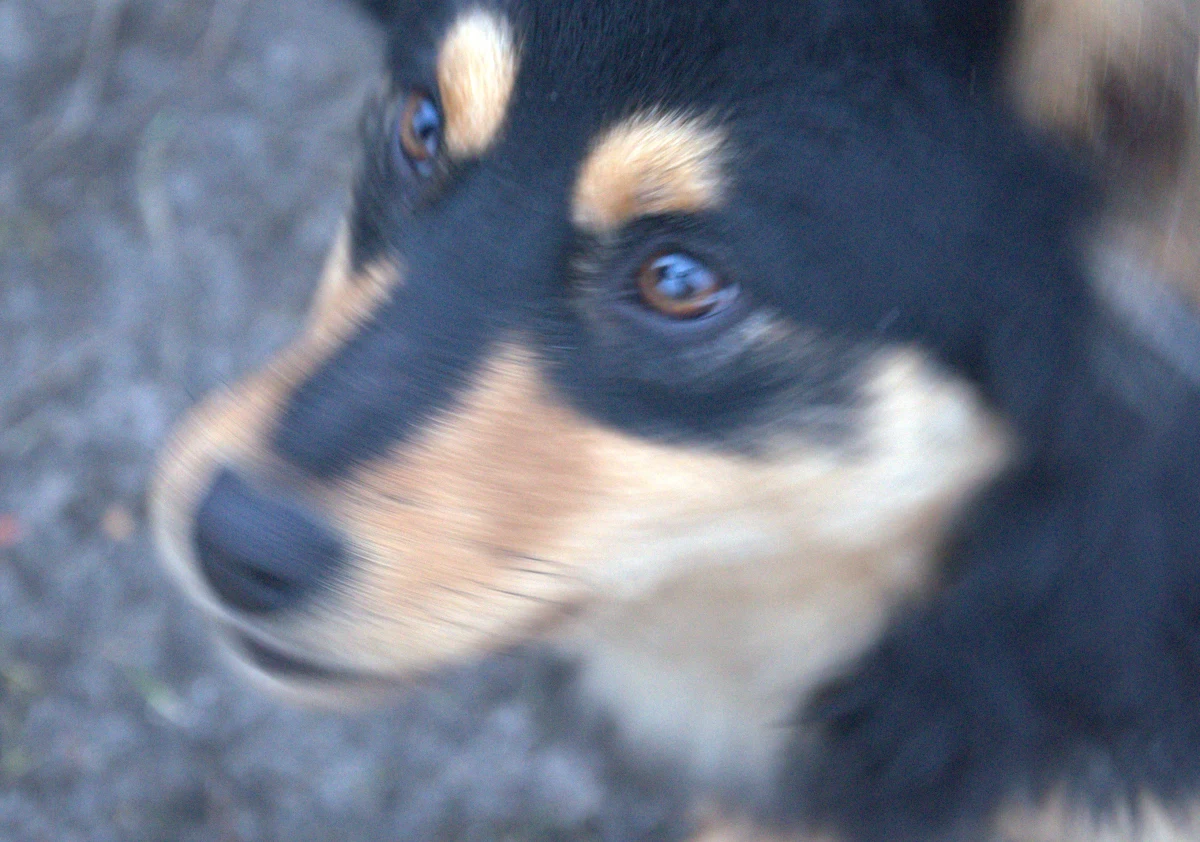 Mieliśmy niespodziankę dla melomanów kochających zwierzęta: bilety na koncert charytatywny "Granie na Szczekanie". Ten odbędzie się już w poniedziałek o godzinie 18:30 w Krakowskiej Filharmonii. 