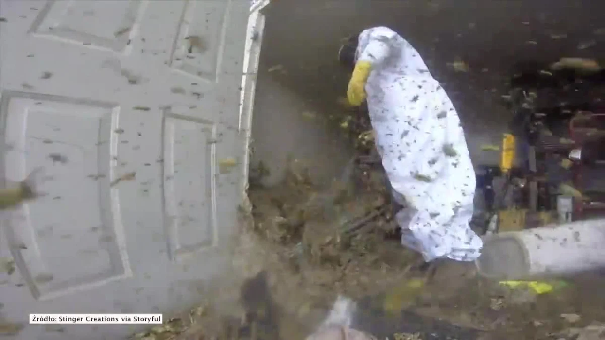 Niemal godzinę zajęło profesjonalnemu deratyzatorowi usunięcie ogromnego gniazda os z jednego z garażów w Luizjanie. Gniazdo zajmowało niemal połowę powierzchni budynku. Jak przyznał deratyzator, było to jedno z największych gniazd, jakie usuwał w trakcie swojej 20-letniej pracy zawodowej.