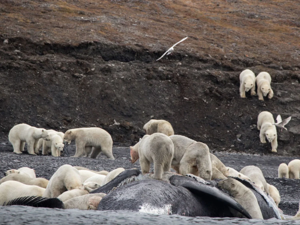 Patrząc z daleko, ktoś mógłby pomyśleć, że to stado owiec na zboczu wzgórza. To niedźwiedzie polarne na wyspie Wrangler na północnych krańcach Rosji. Spieszą na ucztę. Fale wyrzucił na plażę martwego wieloryba. 