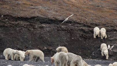 Co za uczta! Dziesiątki niedźwiedzi polarnych zjadają wieloryba