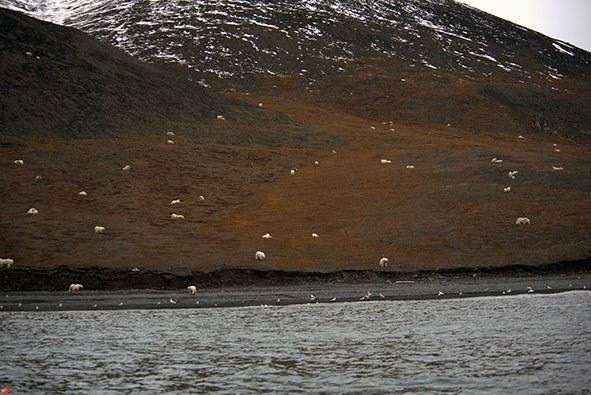 /foto. Ostrovwrangel.org /