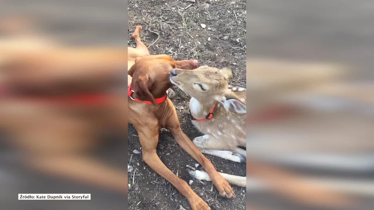 Nietypowa przyjaźń małego jelonka z psem. Jelonek został osierocony. Przypadkowo znalazła go mieszkanka Utopii w Teksasie. Postanowiła przygarnąć malca.  Z maluchem zaprzyjaźnił się jej pies o imieniu Dixie. Suczka i jelonek stali się nierozłączni. Razem towarzyszą sobie nawet w porannej toalecie.  