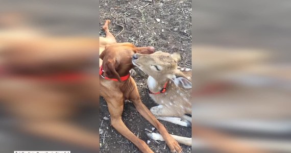 Nietypowa przyjaźń małego jelonka z psem. Jelonek został osierocony. Przypadkowo znalazła go mieszkanka Utopii w Teksasie. Postanowiła przygarnąć malca.  Z maluchem zaprzyjaźnił się jej pies o imieniu Dixie. Suczka i jelonek stali się nierozłączni. Razem towarzyszą sobie nawet w porannej toalecie.  