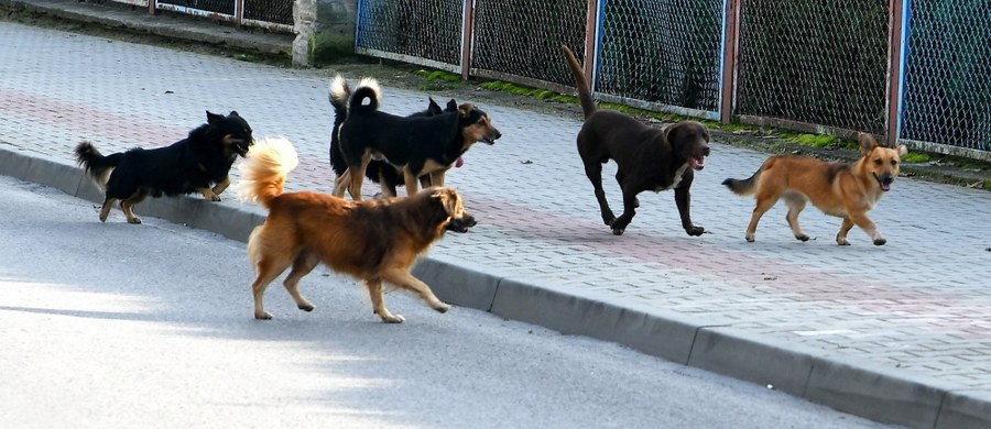 Kara więzienia grozi mieszkance lubelskiej gminy Trzydnik Duży. Na posesji Małgorzaty H. policjanci znaleźli dwa martwe psy uwięzione na łańcuchach. Według wstępnych ustaleń, zwierzęta zostały zagłodzone na śmierć.