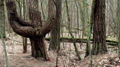 Ekolodzy skarżą Polskę za sposób zarządzania lasami