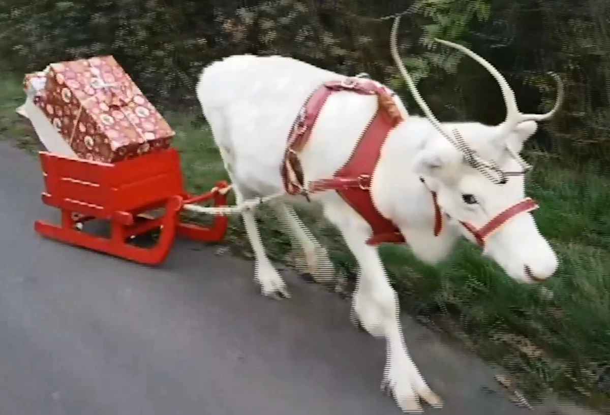Święta za niecały miesiąc a lista grzecznych dzieci, które mają otrzymać w tym roku prezenty, jest na tyle długa, że Święty Mikołaj musiał poprosić swojego znajomego o pomoc. Biały Renifer z Niemiec już wyruszył w drogę i miejmy nadzieje, że podarunki trafią do wszystkich grzecznych dzieci. 