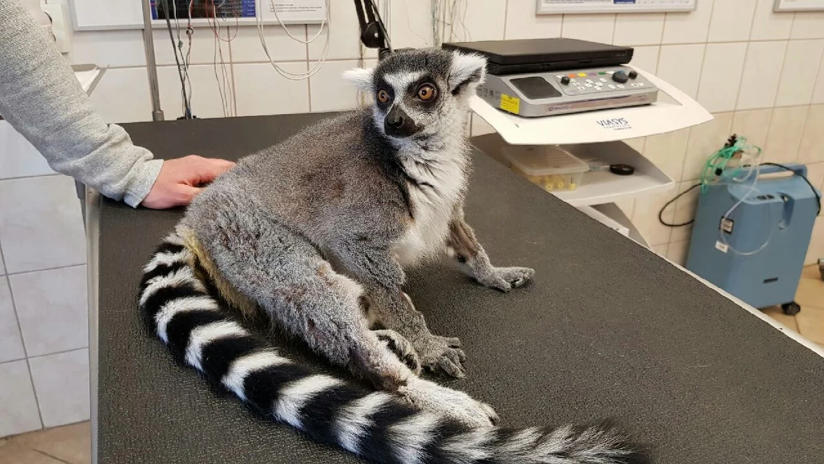 Niecodzienny pacjent na wydziale weterynarii Uniwersytetu Przyrodniczego we Wrocławiu. Na stół operacyjny trafił lemur Julian, nie jest to co prawda słynny król lemur z bajki Madagaskar, ale równie ważny gość. Pacjent stracił czucie w tylnych łapach i przeszedł zabieg odbarczenia rdzenia kręgowego.