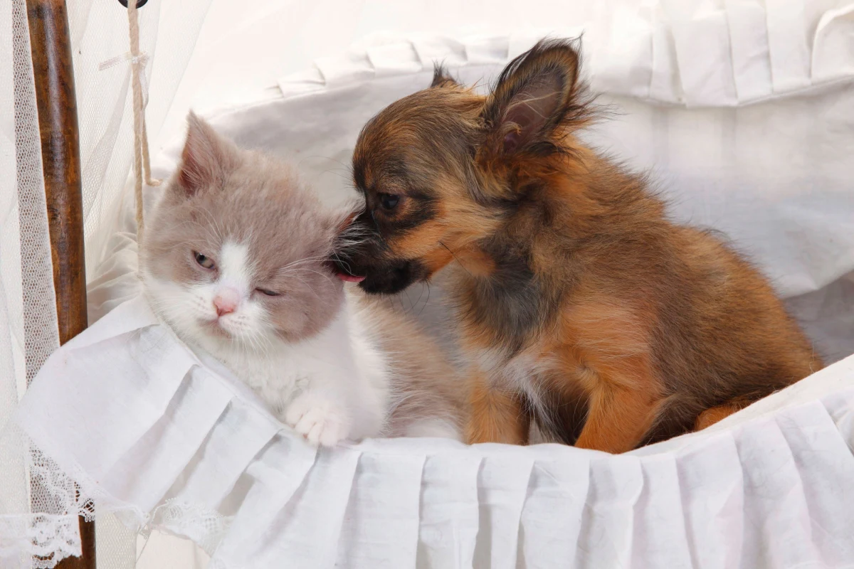 Odwieczny spór o to, czy pies jest mądrzejszy od kota, czy może jednak jest odwrotnie, wchodzi w nowy etap. Wszystko za sprawą wyników badań międzynarodowego zespołu naukowców, którzy postanowili sprawdzić, które z drapieżników mają w korze mózgowej najwięcej neuronów. To właśnie komórki nerwowe zajmują się myśleniem, planowaniem, kontrolą zachowań i wszystkim tym, co zgodnie uznajemy za oznaki inteligencji. Autorzy pracy opublikowanej w czasopiśmie "Frontiers in Neuroanatomy" dowodzą, że pies, choć nie ma największego mózgu, ma w nim najwięcej neuronów, przeciętnie ponad dwa razy tyle co kot.