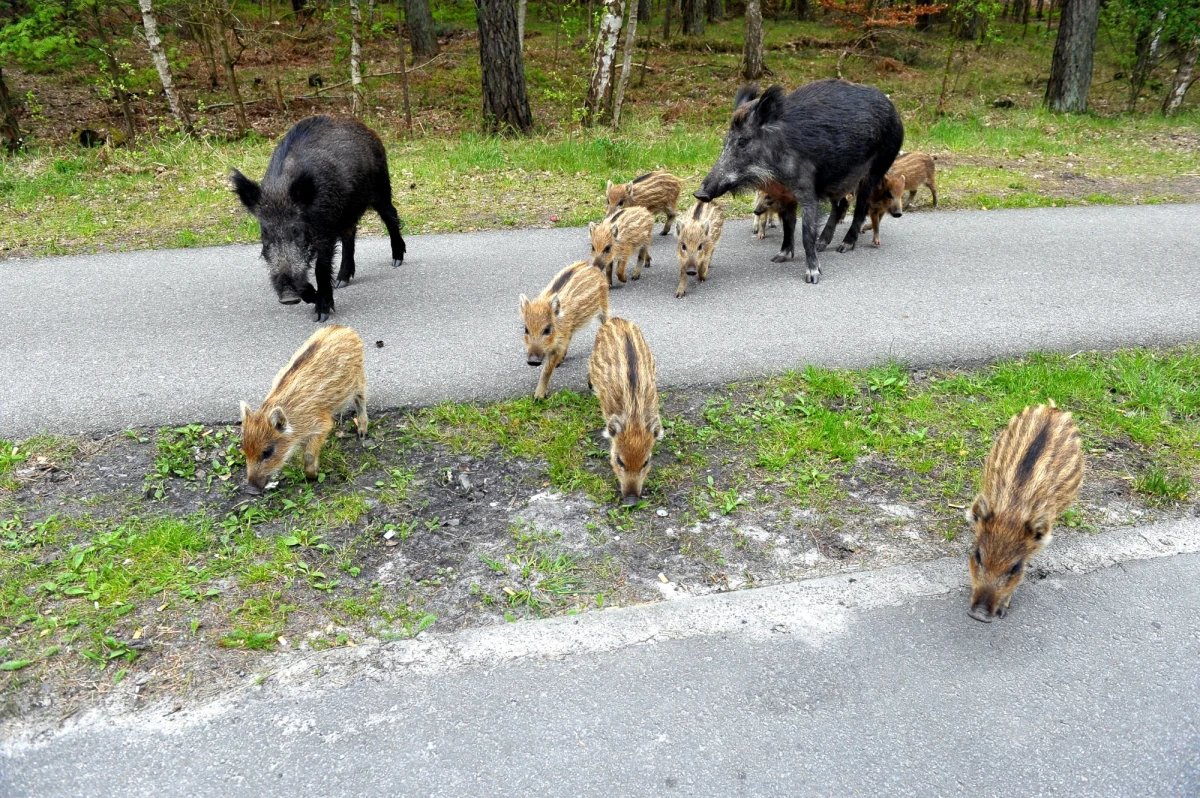 Dziesięć padłych dzików, zarażonych wirusem afrykańskiego pomoru świń, znaleziono w okolicach Warszawy - dowiedział się reporter RMF FM Krzysztof Zasada. W ubiegłym tygodniu choroba pojawiła się w powiatach legionowskim i zachodniowarszawskim, teraz wykryto ją również na południu stolicy w gminie Konstancin-Jeziorna. Do tej pory problem dotyczył wschodu Polski.