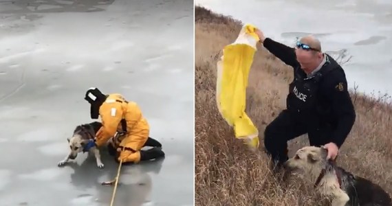 W kanadyjskim mieście Swift Current strażak ryzykował życiem, by uratować psa, pod którym załamał się lód. W pobliżu rzeki zwierzę ze smyczy spuścił właściciel - twierdzi szef lokalnej straży pożarnej. Nagrana dramatyczna scena ma być jego zdaniem przestrogą dla innych.