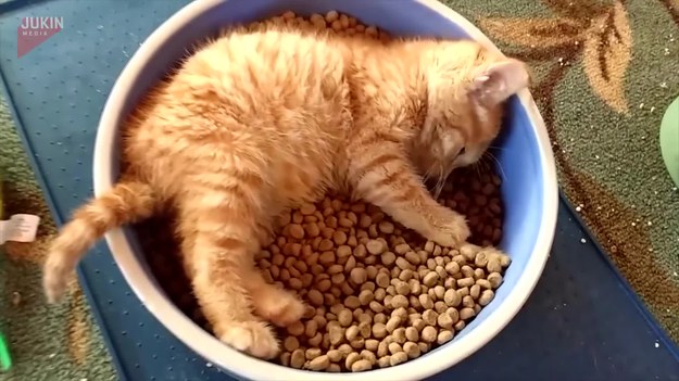 Ten kot postanowił nieco zmienić sposób jedzenia z miski. Chcąc nieco bardziej zbliżyć się do posiłku postanowił, że od teraz będzie leżał na nim podczas posiłku.