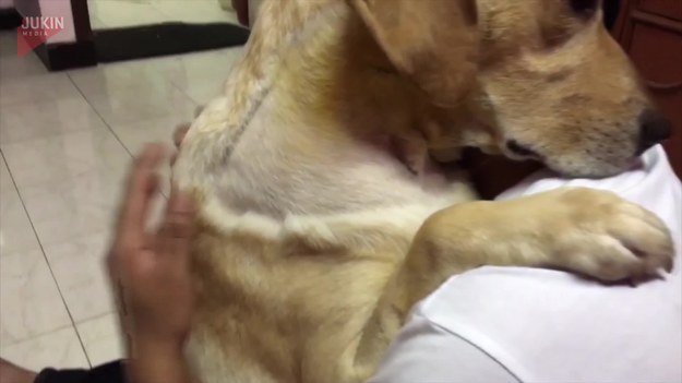 Labrador o imieniu Jack Daniel przeszedł operację wycięcia guza z okolic szyi. Właściciel cały czas czekał, aż będzie mógł znowu zobaczyć swojego pupila. Oto ich pierwsze spotkanie po zabiegu. Wzruszające. 