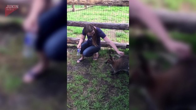 Para turystów odwiedziła pewną farmę w Kolumbii Brytyjskiej w Kanadzie. Kobieta głaskała młodego kangura. Zdarzeniu przypatrywała się z boku kangurza matka. Kiedy mężczyzna skierował kamerę właśnie na nią, z jej torby lęgowej wystawił głowę jeszcze jeden maluch. 