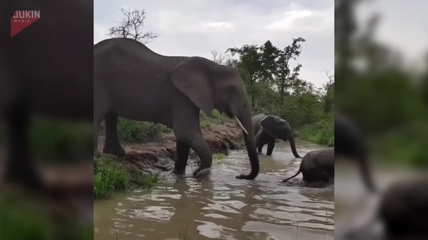 Kiedy jest się małym dzieckiem, często spotyka się na swojej drodze różne trudności. Nie inaczej jest wśród zwierząt. Na nagraniu widzimy małego słonia, który ma problemy z przejściem rzeki. Na szczęście obok niego byli rodzice, którzy pomogli mu wspiąć się na brzeg. 