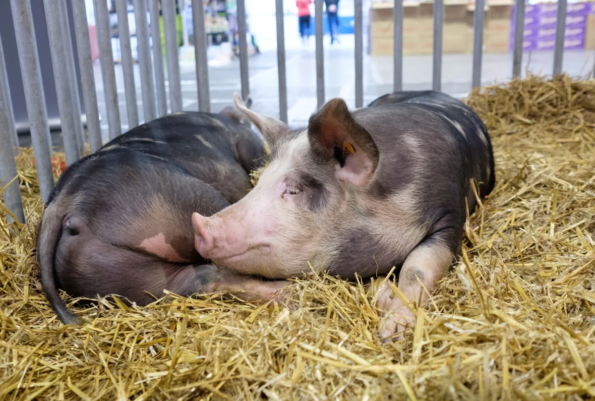 Część mieszkańców mazurskiej gminy Kruklanki nie chce u siebie fermy świń. Inwestycja jest planowana w miejscowości Brożówka, niedaleko jeziora Gołdapiwo, na skraju Puszczy Boreckiej. Według przeciwników ferma zahamuje rozwój gminy i odstraszy turystów.