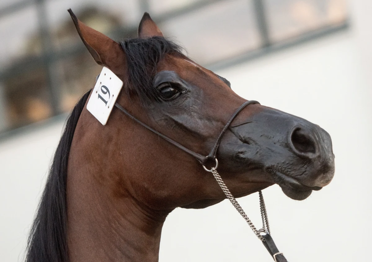 Słynna stadnina koni arabskich w Michałowie organizuje zimową wyprzedaż cennych zwierząt. W niedzielę to samo ma w planach hodowla w Janowie Podlaskim. Stadniny budzą emocje od prawie dwóch lat, czyli od odwołania wieloletnich prezesów. Od tego czasu hodowle mają coraz gorsze wyniki.