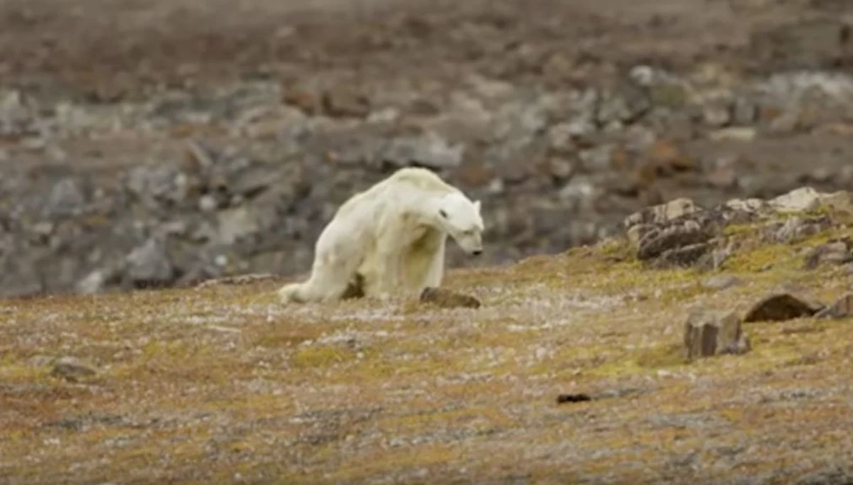 ​Grupa filmowców udostępniła wideo, po którym serce się kraje. Widać na nim, jak wygłodniały niedźwiedź polarny, ledwo się poruszający, próbuje znaleźć jedzenie na wysypisku.