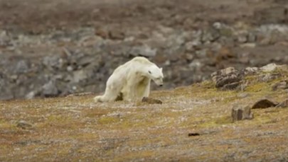 Ten film wyciska łzy. Umierający niedźwiedź polarny szuka jedzenia na wysypisku