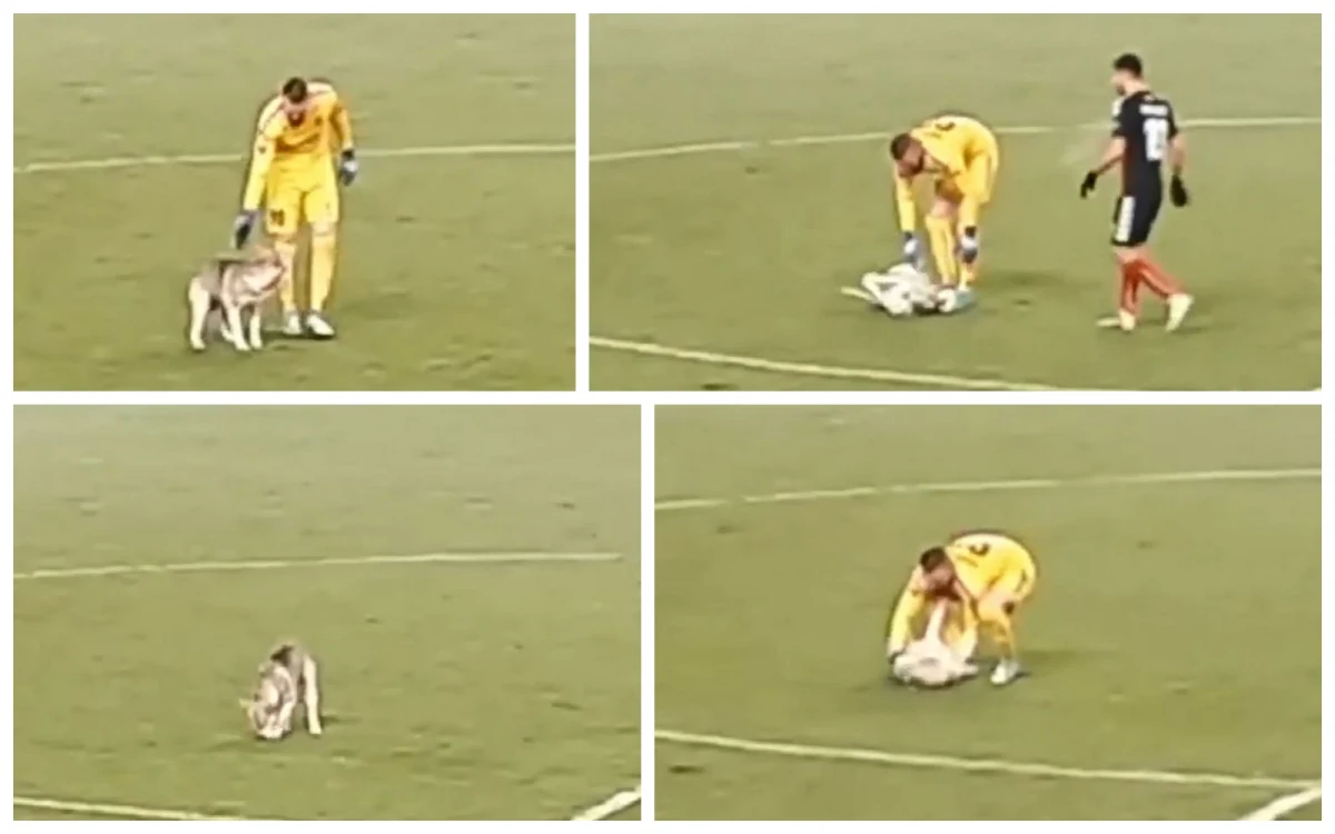 Podczas meczu w macedońskim Skopje pomiędzy miejscową drużyną Vardarem Skopje a norweskim Rosenborgiem na boisko wybiegł duży pies. Zwierzę położyło się na środku boiska, czekając na pieszczoty oraz chciało się bawić. Zabawę przerwała ochrona, która przegoniła psa z boiska. Mecz szóstej kolejki Ligi Europy zakończył się remisem 1:1.  