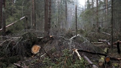 Bruksela oczekuje konkretów. Ustępstwo w sprawie Puszczy?