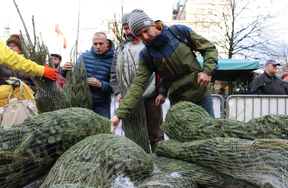 Wraz z naszym świątecznym konwojem zawitaliśmy w środę do Poznania! Drzewka, bez których święta Bożego Narodzenia nie mogą się odbyć, rozdaliśmy na Placu Wolności. Nie zabrakło atrakcji i gwiazd. Przedświąteczny czas umilała Monika Lewczuk. W czwartek będziemy w Szczecinie na Jasnych Błoniach. Początek o godz. 11.