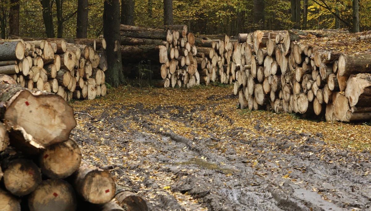 Pomimo zapowiedzi premiera Morawieckiego z expose, że Polska będzie szanować postanowienia unijnego Trybunału Sprawiedliwości w sprawie Puszczy Białowieskiej, Komisja Europejska nadal przygotowuje wniosek do Trybunału o kary. I zamierza wysłać go jeszcze przed świętami. Jak ustaliła nasza dziennikarka, Bruksela pracuje nad sformułowaniem wniosku dowodowego.